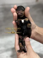 AKC BLACK & RED PEPPER, a male Miniature Schnauzer for sale in Lake Placid, FL – Photo 3 of 7