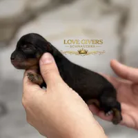 AKC BLACK & RED PEPPER, a male Miniature Schnauzer for sale in Lake Placid, FL – Photo 2 of 7