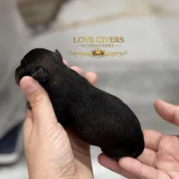 AKC BLACK & RED PEPPER, a male Miniature Schnauzer for sale in Lake Placid, FL – Photo 4 of 7