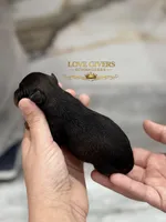 AKC BLACK & RED PEPPER, a male Miniature Schnauzer for sale in Lake Placid, FL – Photo 4 of 7