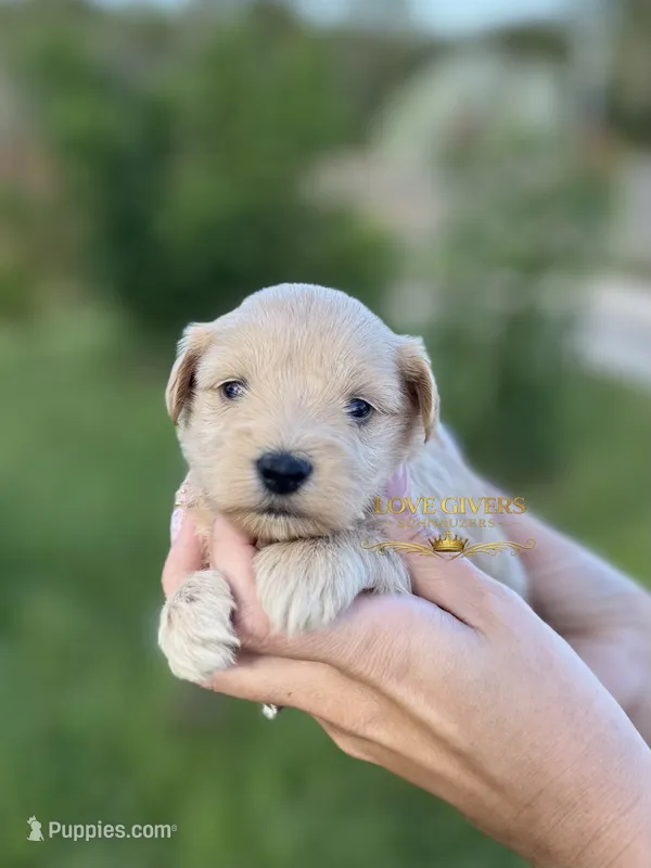 AKC WHEATEN MINI SCHNAUZER BOY – Miniature Schnauzer puppy for sale in Lake Placid, FL