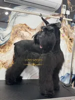 AKC Giant Schnauzer Female, a female Giant Schnauzer for sale in Lake Placid, FL – 3 of 4