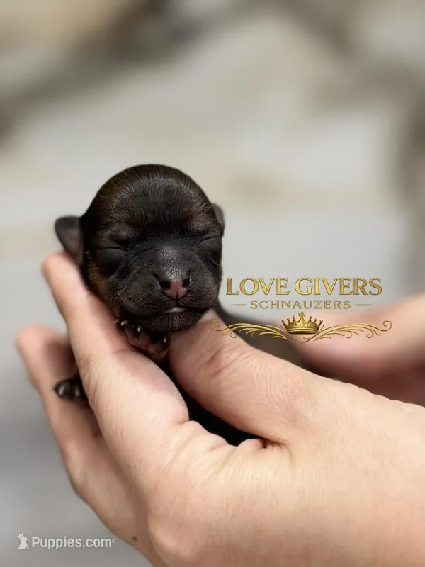 AKC BLACK AND RED SABLE/PEPPER