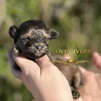 AKC BLACK AND RED SABLE/PEPPER, a female Miniature Schnauzer for sale in Lake Placid, FL – Photo 2 of 8