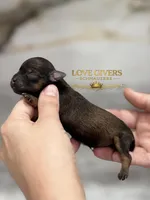 AKC BLACK AND RED SABLE/PEPPER, a female Miniature Schnauzer for sale in Lake Placid, FL – Photo 2 of 7