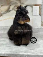 AKC BLACK AND RED SABLE/PEPPER, a female Miniature Schnauzer for sale in Lake Placid, FL – Photo 4 of 7