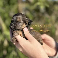 AKC BLACK AND RED SABLE/PEPPER, a female Miniature Schnauzer for sale in Lake Placid, FL – Photo 3 of 8