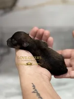 AKC BLACK AND RED SABLE/PEPPER, a female Miniature Schnauzer for sale in Lake Placid, FL – Photo 6 of 7