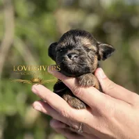 AKC BLACK AND RED SABLE/PEPPER, a female Miniature Schnauzer for sale in Lake Placid, FL – Photo 6 of 8