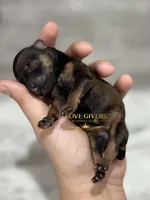 AKC BLACK AND RED SABLE/PEPPER, a female Miniature Schnauzer for sale in Lake Placid, FL – Photo 7 of 7