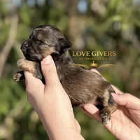 AKC BLACK AND RED SABLE/PEPPER, a female Miniature Schnauzer for sale in Lake Placid, FL – Photo 7 of 8