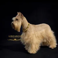 AKC BLACK AND RED SABLE/PEPPER, a female Miniature Schnauzer for sale in Lake Placid, FL – Photo 1 of 8