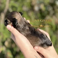 AKC BLACK AND RED SABLE/PEPPER, a female Miniature Schnauzer for sale in Lake Placid, FL – Photo 8 of 8