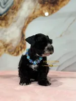 AKC BLACK MALE, a male Miniature Schnauzer for sale in Lake Placid, FL – 6 of 8