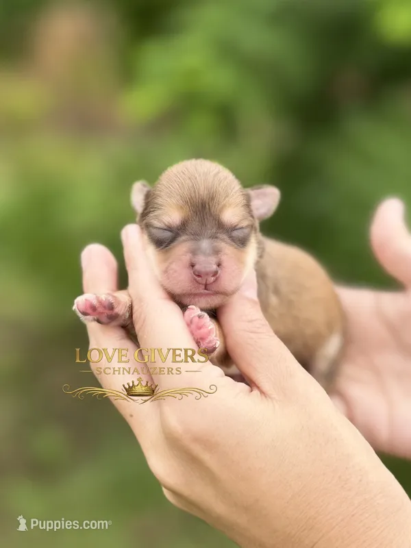 AKC LIVER PEPPER MINI SCHNAUZER BOY – Miniature Schnauzer puppy for sale in Lake Placid, FL