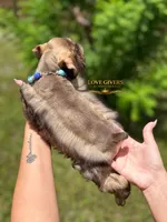 AKC LIVER PEPPER MALE, a male Miniature Schnauzer for sale in Lake Placid, FL – 3 of 7