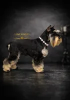 AKC BLACK AND TAN/RED MALE, a male Miniature Schnauzer for sale in Lake Placid, FL – 7 of 7