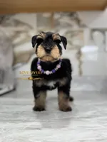 AKC BLACK AND TAN/RED FEMALE, a female Miniature Schnauzer for sale in Lake Placid, FL – 3 of 6