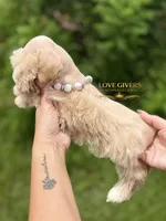 AKC FEMALE WHEATEN, a female Miniature Schnauzer for sale in Lake Placid, FL – 6 of 8