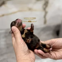 AKC RED LIVER PEPPER, a male Miniature Schnauzer for sale in Lake Placid, FL – Photo 7 of 7