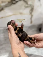 AKC RED LIVER PEPPER, a male Miniature Schnauzer for sale in Lake Placid, FL – Photo 7 of 7