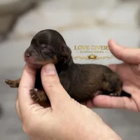 AKC RED LIVER PEPPER, a male Miniature Schnauzer for sale in Lake Placid, FL – Photo 2 of 7