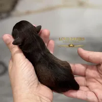 AKC RED LIVER PEPPER, a male Miniature Schnauzer for sale in Lake Placid, FL – Photo 6 of 7