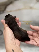 AKC RED LIVER PEPPER, a male Miniature Schnauzer for sale in Lake Placid, FL – Photo 6 of 7