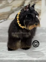 AKC RED LIVER PEPPER, a male Miniature Schnauzer for sale in Lake Placid, FL – Photo 4 of 7