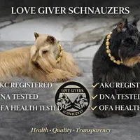 AKC RED LIVER PEPPER, a male Miniature Schnauzer for sale in Lake Placid, FL – Photo 5 of 7