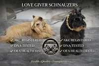 AKC RED LIVER PEPPER, a male Miniature Schnauzer for sale in Lake Placid, FL – Photo 5 of 7