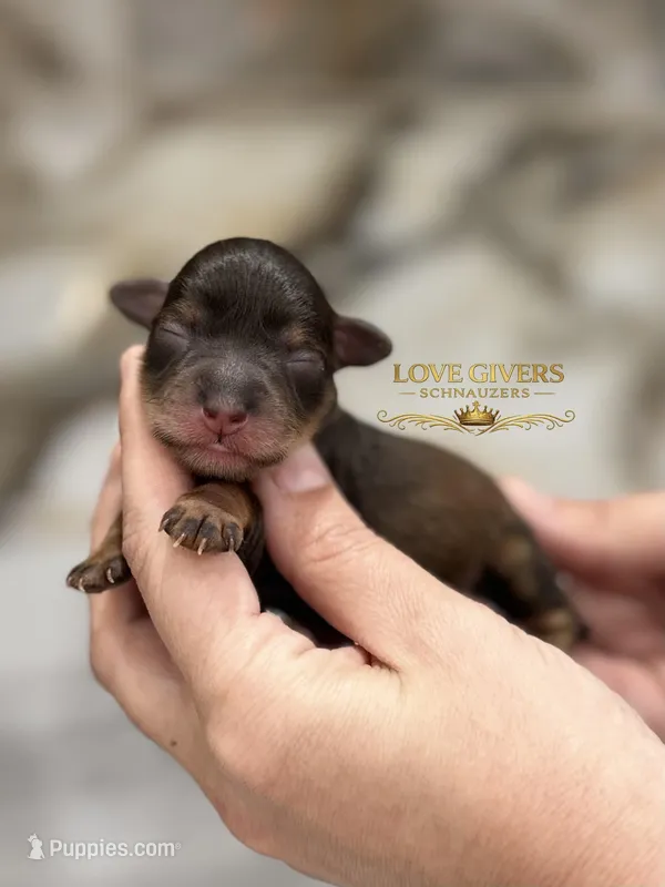 AKC RED LIVER PEPPER