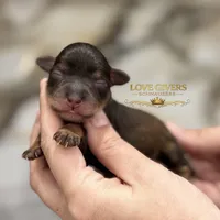 AKC RED LIVER PEPPER, a male Miniature Schnauzer for sale in Lake Placid, FL – Photo 1 of 7