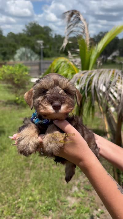 AKC LIVER PEPPER MALE, a male Miniature Schnauzer for sale in Lake Placid, FL – 7 of 7