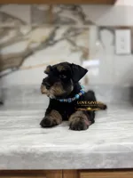 AKC BLACK AND TAN/RED MALE, a male Miniature Schnauzer for sale in Lake Placid, FL – 4 of 7