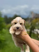 AKC FEMALE WHEATEN, a female Miniature Schnauzer for sale in Lake Placid, FL – 4 of 8