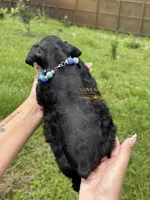 AKC BLACK MALE, a male Miniature Schnauzer for sale in Lake Placid, FL – 4 of 8