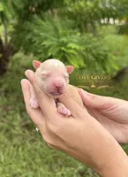 AKC WHEATEN MINIATURE SCHNAUZER GIRL, a female Miniature Schnauzer for sale in Lake Placid, FL – 3 of 6