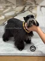 AKC BLACK MALE, a male Miniature Schnauzer for sale in Lake Placid, FL – 8 of 8