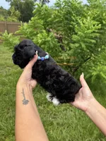 AKC BLACK MALE, a male Miniature Schnauzer for sale in Lake Placid, FL – 2 of 8