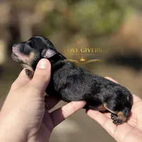 AKC BLACK & TAN BOY, a male Miniature Schnauzer for sale in Lake Placid, FL – Photo 6 of 6