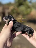 AKC BLACK & TAN BOY, a male Miniature Schnauzer for sale in Lake Placid, FL – Photo 6 of 6