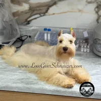 AKC BLACK & TAN BOY, a male Miniature Schnauzer for sale in Lake Placid, FL – Photo 3 of 6