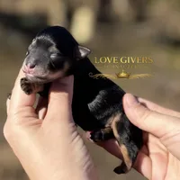 AKC BLACK & TAN BOY, a male Miniature Schnauzer for sale in Lake Placid, FL – Photo 2 of 6