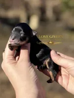 AKC BLACK & TAN BOY, a male Miniature Schnauzer for sale in Lake Placid, FL – Photo 2 of 6