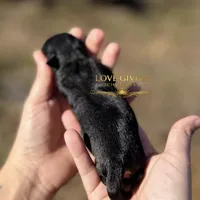 AKC BLACK & TAN BOY, a male Miniature Schnauzer for sale in Lake Placid, FL – Photo 5 of 6