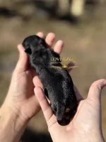 AKC BLACK & TAN BOY, a male Miniature Schnauzer for sale in Lake Placid, FL – Photo 5 of 6