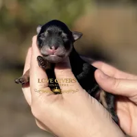 AKC BLACK & TAN BOY, a male Miniature Schnauzer for sale in Lake Placid, FL – Photo 1 of 6