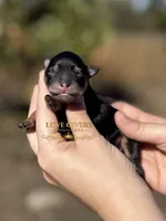 AKC BLACK & TAN BOY, a male Miniature Schnauzer for sale in Lake Placid, FL – Photo 1 of 6