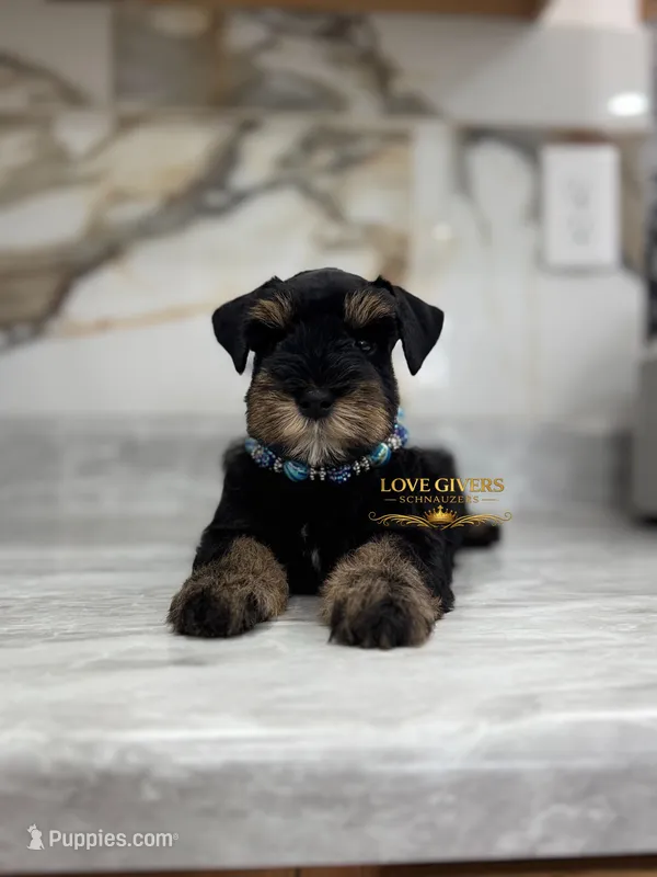 AKC BLACK AND TAN/RED MALE – Miniature Schnauzer puppy on hold in Lake Placid, FL